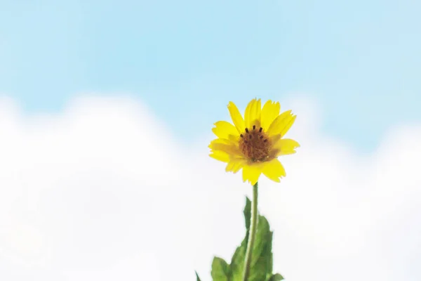 blurry yellow flower with sky blue
