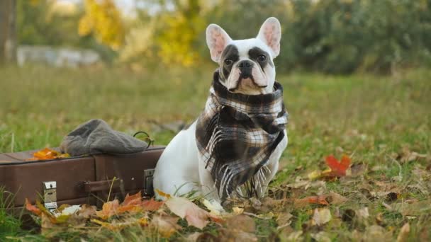 Cane Bulldog Francese Siede Una Valigia Nel Parco Autunno Passeggiata — Video Stock
