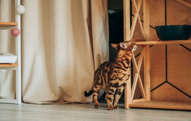 Genç bir Bengal kedisi odada dolaşıyor. Evcil hayvan sevgisi. Kedi eşyalarını atlıyor..