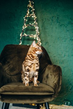 Bengal cat lies in a chair before Christmas. Beloved domestic cat lies in a chair. Pet care.