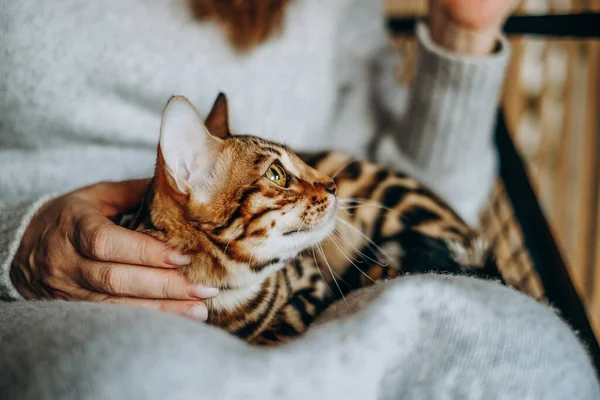 stock image Love for cats. A woman sits in a chair at home and holds her beloved Bengal cat in her arms. A cozy evening with your beloved cat in your arms.