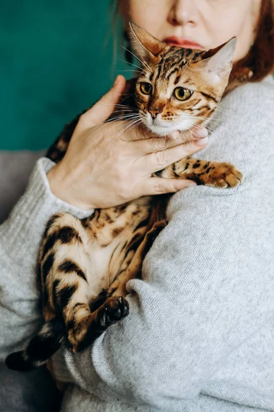 Woman Tenderly Holds Her Pet Bengal Cat Her Hands Favorite — Stock Photo, Image
