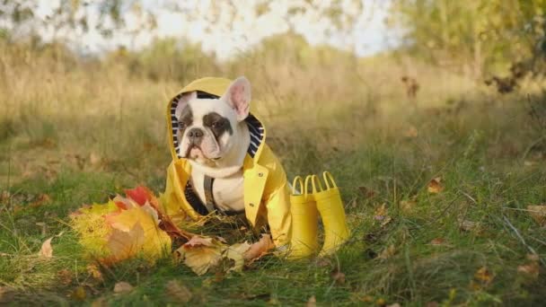 秋天的公园里 我和我的狗 法国斗牛犬 穿着一件黄色夹克散步 有趣的宠物法国斗牛犬在黄色的夹克 对宠物的爱 — 图库视频影像