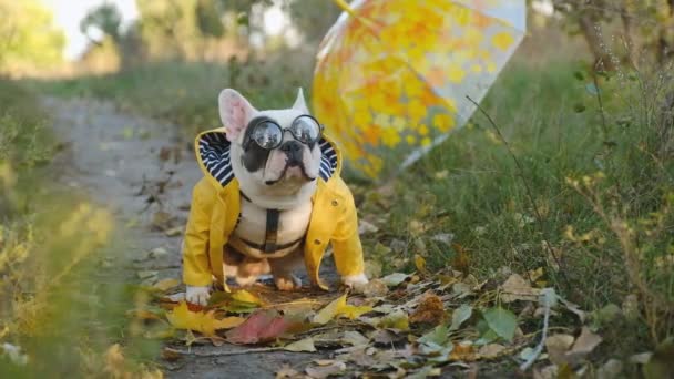 Sonbahar Parkında Sarı Şemsiyeli Sarı Ceketli Köpeğiyle Akşam Yürüyüşü Sarı — Stok video