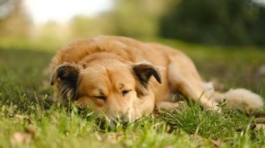 Akşamleyin köpekle parkta yürüyüş yapmak. Güzel bir köpek yemek yedikten sonra sonbaharda çimlerin üzerinde dinleniyor..