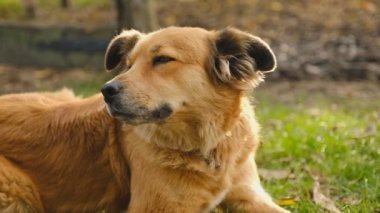 Akşamleyin köpekle parkta yürüyüş yapmak. Güzel bir köpek yemek yedikten sonra sonbaharda çimlerin üzerinde dinleniyor..