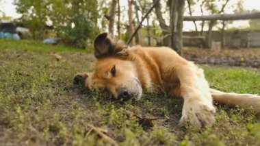 Akşamleyin köpekle parkta yürüyüş yapmak. Güzel bir köpek yemek yedikten sonra sonbaharda çimlerin üzerinde dinleniyor..