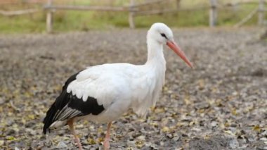 Leylek sonbaharda parkta insanlara yakın yürür. Cesur leylek parkta yürüyor..