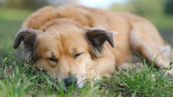 夕方公園で犬と一緒に歩く 秋には美しい犬が草の上に寝そべっています — ストック動画