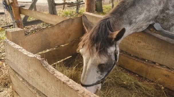 Pielęgnacja Pielęgnacja Koni Wyścigowych Koń Wyścigowy Stoi Wybiegu Jesienią Siano — Wideo stockowe