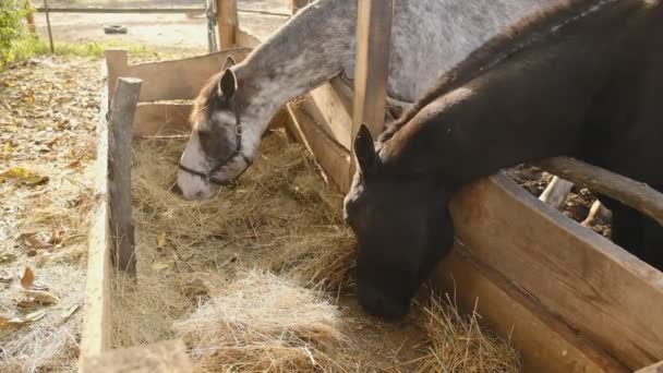 Φροντίδα Και Φροντίδα Των Αλόγων Κούρσας Ένα Άλογο Κούρσας Στέκεται — Αρχείο Βίντεο