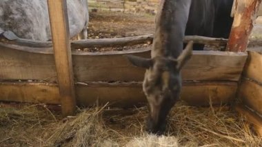 Yarış atlarının bakımını ve bakımını bir yarış atı yapıyor ve sonbaharda akşamları saman yiyor..