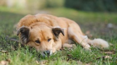 Akşamleyin köpekle parkta yürüyüş yapmak. Güzel bir köpek yemek yedikten sonra sonbaharda çimlerin üzerinde dinleniyor..