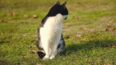 Çiftlikteki yeşil çimlerin üzerinde siyah beyaz bir kedi oturuyor. Kedi çimenlerde oturarak kendini yıkıyor..