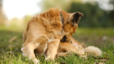 Uzun saçlı nazik kahverengi bir köpek çimlerin üzerinde uzanıyor. Köpek pirelerden ve kenelerden rahatsız olur..