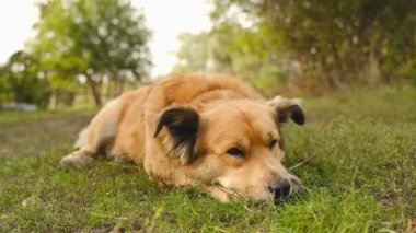 Akşamleyin köpekle parkta yürüyüş yapmak. Güzel bir köpek yemek yedikten sonra sonbaharda çimlerin üzerinde dinleniyor..