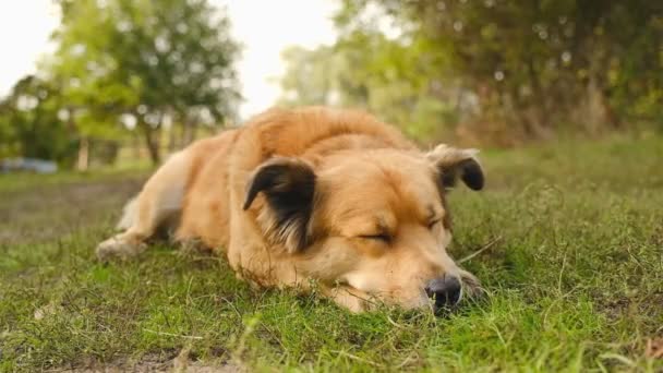 Akşamleyin Köpekle Parkta Yürüyüş Yapmak Güzel Bir Köpek Yemek Yedikten — Stok video