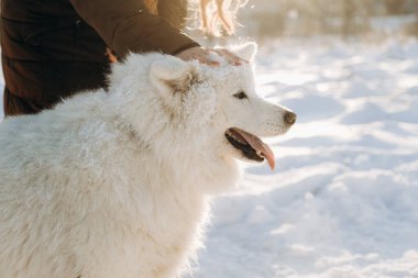 Favori Samoyed hayvanınla kış yürüyüşü. Köpekleri severim. Noel beklentisiyle köpeği gezdiriyorum..