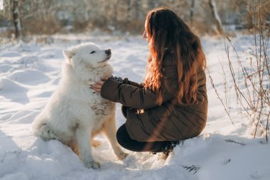 Favori Samoyed hayvanınla kış yürüyüşü. Köpekleri severim. Noel beklentisiyle köpeği gezdiriyorum..