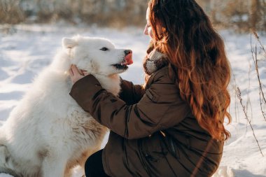 Favori Samoyed hayvanınla kış yürüyüşü. Köpekleri severim. Noel beklentisiyle köpeği gezdiriyorum..
