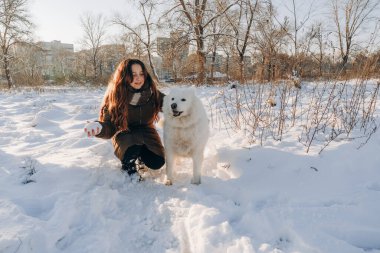Favori Samoyed hayvanınla kış yürüyüşü. Köpekleri severim. Noel beklentisiyle köpeği gezdiriyorum..