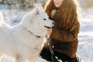 Favori Samoyed hayvanınla kış yürüyüşü. Köpekleri severim. Noel beklentisiyle köpeği gezdiriyorum..