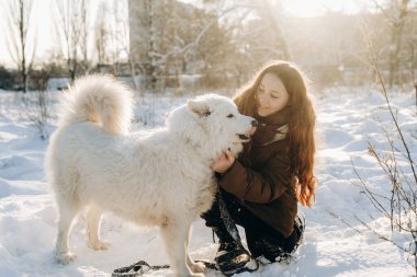 Favori Samoyed hayvanınla kış yürüyüşü. Köpekleri severim. Noel beklentisiyle köpeği gezdiriyorum..