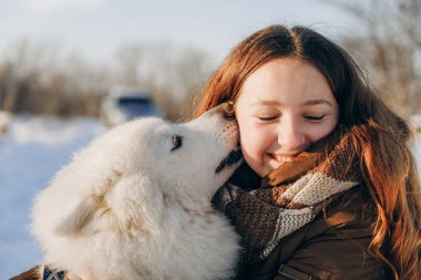 Favori Samoyed hayvanınla kış yürüyüşü. Köpekleri severim. Noel beklentisiyle köpeği gezdiriyorum..