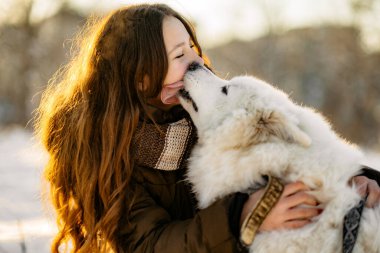Favori Samoyed hayvanınla kış yürüyüşü. Köpekleri severim. Noel beklentisiyle köpeği gezdiriyorum..