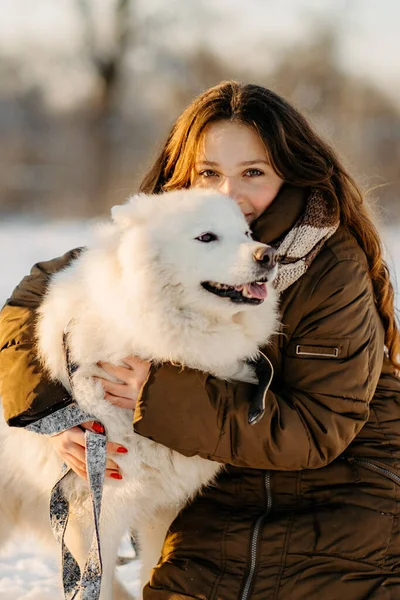 stock image Winter walk with your favorite Samoyed pet. Love for dogs. Walking the dog in anticipation of Christmas.