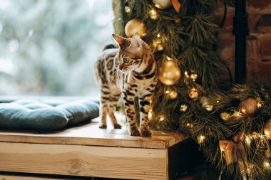 Bengal kedisi Noel arifesinde pencerenin yanında duruyor. Noel tatili beklentisiyle Noel odası dekorasyonu. Evcil hayvan pencerede duruyor..