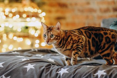 Bengal kedi yavrusu evin içinde parıldayan çelenklerin bulanık Noel arkaplanına karşı yürüyor.