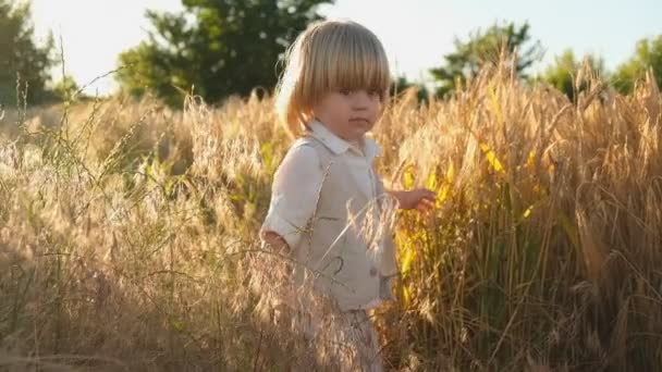 Παιδί Περπατάει Κοντά Στο Χωράφι Καλοκαίρι Επισιτιστική Ασφάλεια Έλλειψη Καλλιεργειών — Αρχείο Βίντεο