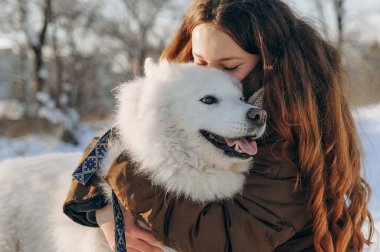 Winter walk with your favorite Samoyed pet. Love for dogs. Walking the dog in anticipation of Christmas. clipart