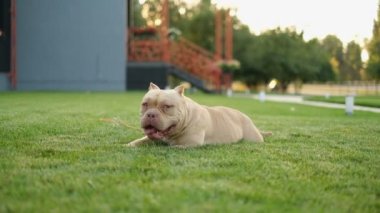 Sevimli genç Amerikalı zorba köpek yavrusu yazın parkta yürüyüş yapmak için çimlerin üzerinde yatıyor. Hayvanlar için aşk.