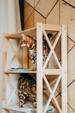 Kedi tüyüne alerjisi var. Bir kedi derisi. Oyuncu bir Bengal kedisi ahşap bir rafa tırmandı. Hayvanlar için aşk.