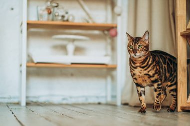 Genç bir Bengal kedisi odada dolaşıyor. Evcil hayvan sevgisi. Kedi eşyalarını atlıyor..