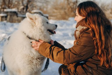 Favori Samoyed hayvanınla kış yürüyüşü. Köpekleri severim. Noel beklentisiyle köpeği gezdiriyorum..