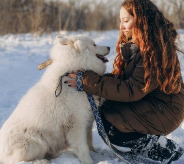 Favori Samoyed hayvanınla kış yürüyüşü. Köpekleri severim. Noel beklentisiyle köpeği gezdiriyorum..