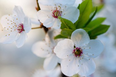 Meyve ağacının çiçek açan dalı. İlkbaharda kiraz çiçek açtı. Birçok beyaz çiçek bir meyve dalında açar..