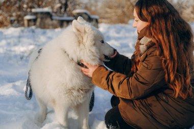 Favori Samoyed hayvanınla kış yürüyüşü. Köpekleri severim. Noel beklentisiyle köpeği gezdiriyorum..