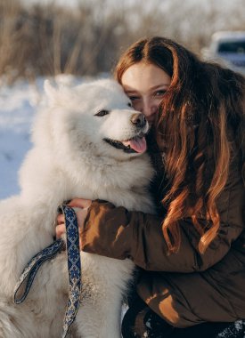 Favori Samoyed hayvanınla kış yürüyüşü. Köpekleri severim. Noel beklentisiyle köpeği gezdiriyorum..