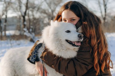 Favori Samoyed hayvanınla kış yürüyüşü. Köpekleri severim. Noel beklentisiyle köpeği gezdiriyorum..
