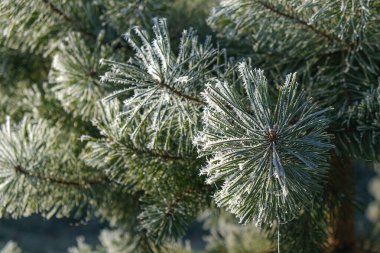 Morning frost on pine needles. Beautiful frosty morning.
