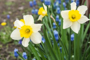 Blooming daffodils in spring in the garden. Growing and caring for daffodils.
