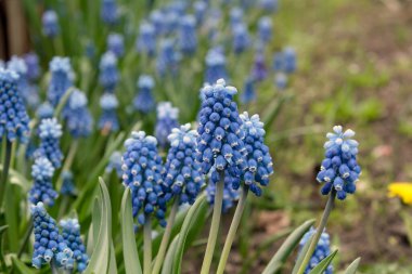 Blooming mouse hyacinth in spring in the garden. Beautiful small blue flowers bloomed in the garden in spring.