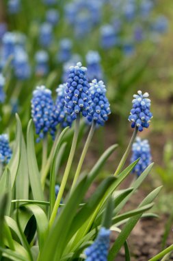 Blooming mouse hyacinth in spring in the garden. Beautiful small blue flowers bloomed in the garden in spring.
