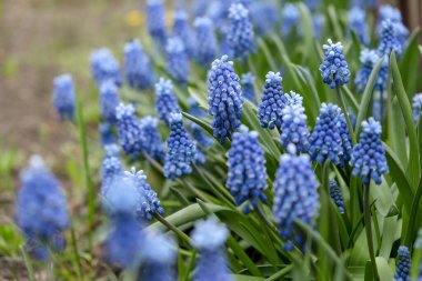 Blooming mouse hyacinth in spring in the garden. Beautiful small blue flowers bloomed in the garden in spring.