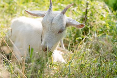 A young white pure goat lies on a pasture in spring. Raising goats for milk and hard cheese.ng white pure goat lies on a pasture in spring.