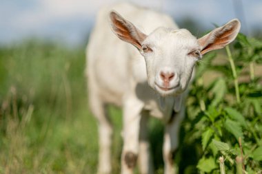 Genç beyaz keçi yaz otlağında ot yer. Beyaz keçi çayırda otluyor..